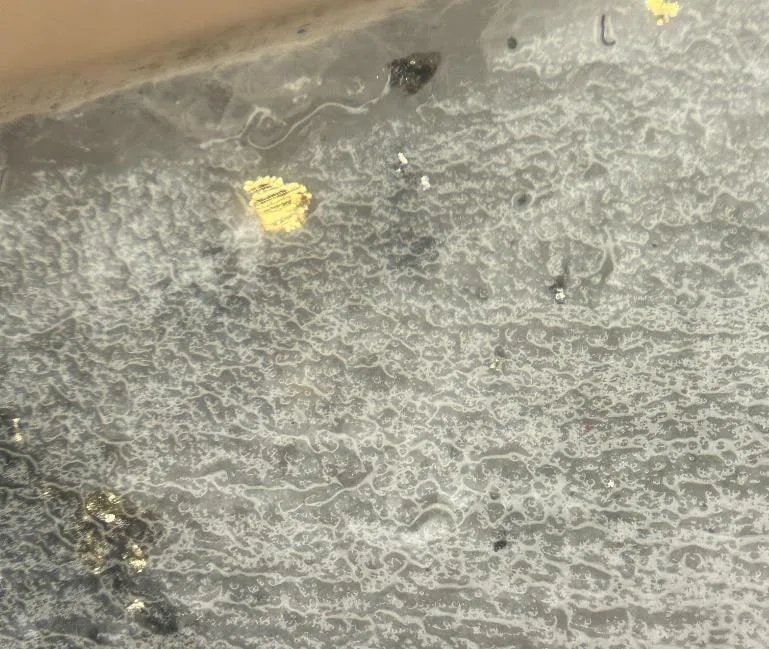 Visible gold in grey drill core from hole MO-25-25
