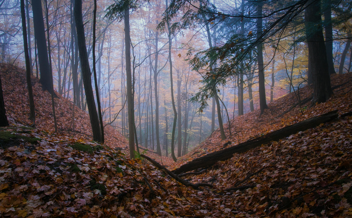 Pinnacle Provides Market Update