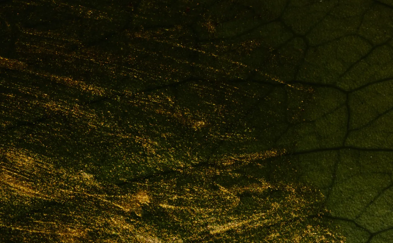 Pinnacle Silver and Gold Exploration Update