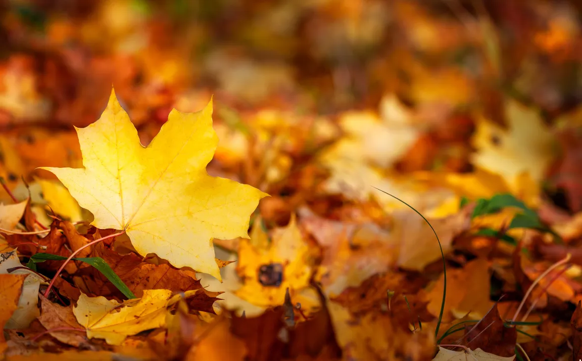 Cascade Copper Fall Focus