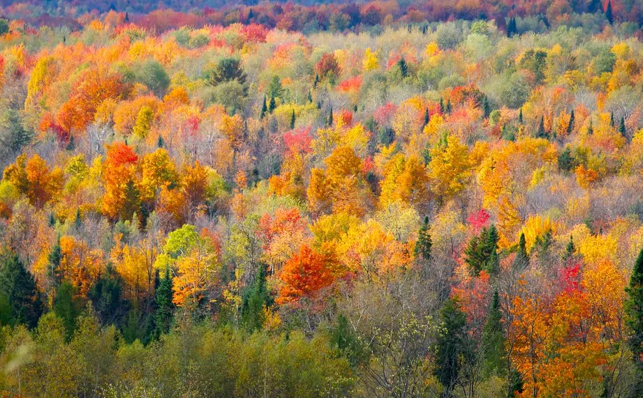 CUPANI Exploration Update & Welcoming New Vice President of Exploration