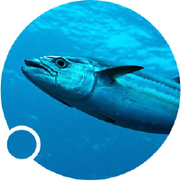 Clover Corporation Ltd logo